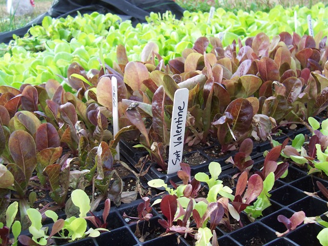 lettuce seedlings